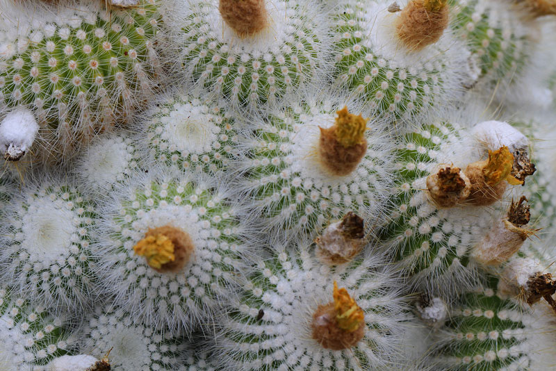 Parodia rudibuenekeri